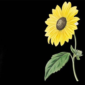 Slnečnica otočená Slnečnica otočená