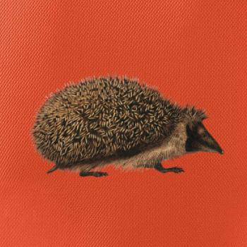 Ježko kresba Ježko kresba