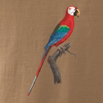 Papagáj červený na vetve