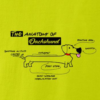 Jazvečík - Anatómia Jazvečík - Anatómia