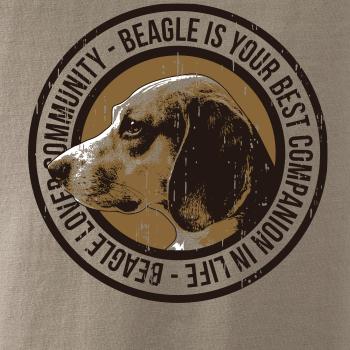 Dog beagle