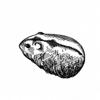 Ceruzkou kreslený Škrečok