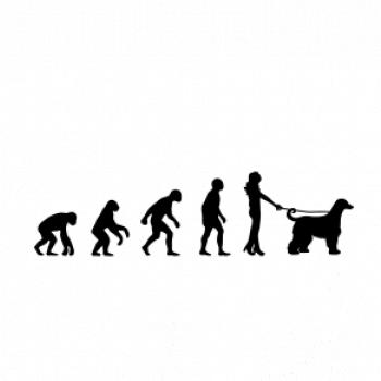 Evolúcia pes afgánsky chrt (muž-žena)