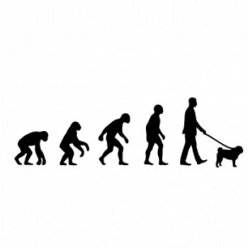 Evoluce pes Mops (muž-žena)