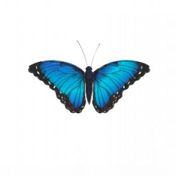 Motýľ Babôčka Morpho Peleides