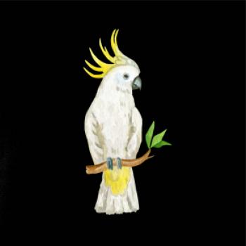 Papagáj Kakadu kreslený