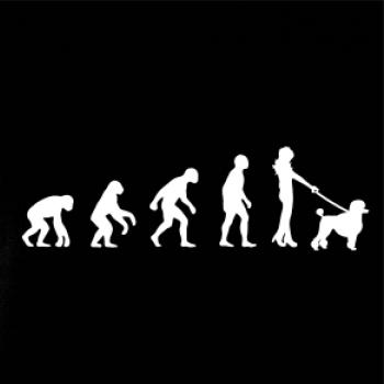 Evolúcia pes pudel (muž-žena) Evolúcia pes pudel (muž-žena)