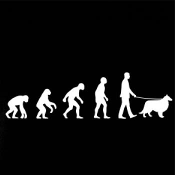 Evolúcia pes Šeltia (muž-žena)