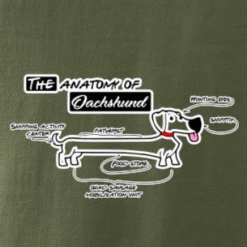 Jazvečík - Anatómia