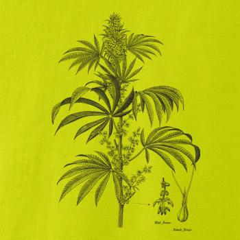 Konope kvietok čiernobiely   Konope kvietok čiernobiely