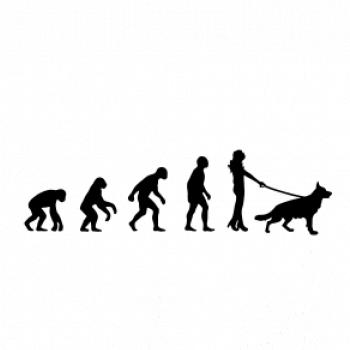 Evolúcia pes Nemecký ovčiak (muž-žena)