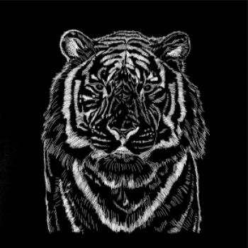 Tiger skica