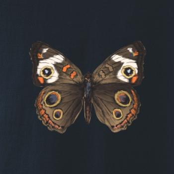 Motýľ motýle