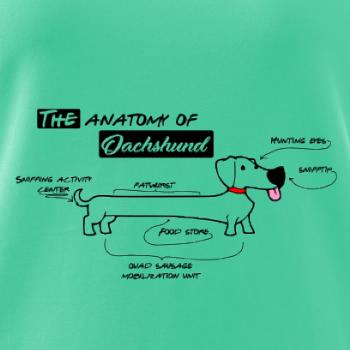 Jazvečík - Anatómia