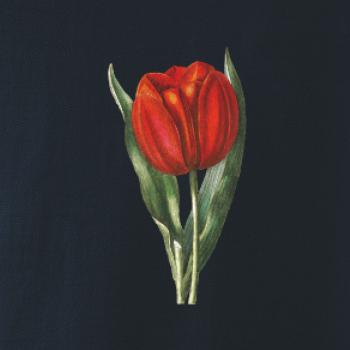 Červený tulipán