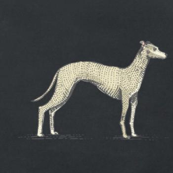 Vintage Whippet