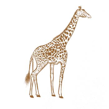 Žirafa stojaca