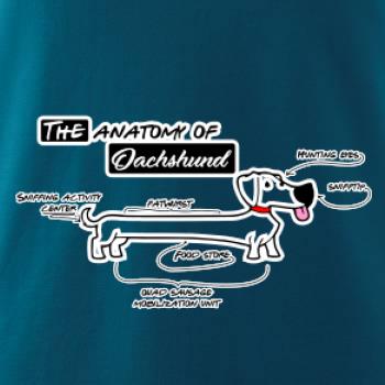 Jazvečík - Anatómia Jazvečík - Anatómia