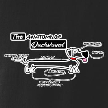 Jazvečík - Anatómia Jazvečík - Anatómia