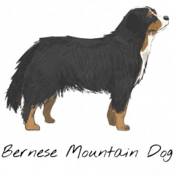 Bernese mountain dog kreslený