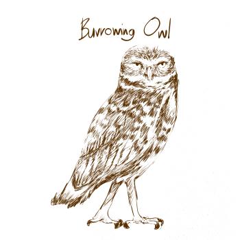 Kuvik zemný burrowing owl