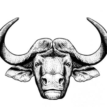 Hlava býka kreslená Hlava býka kreslená