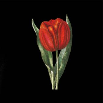 Červený tulipán