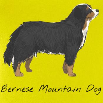 Bernese mountain dog kreslený