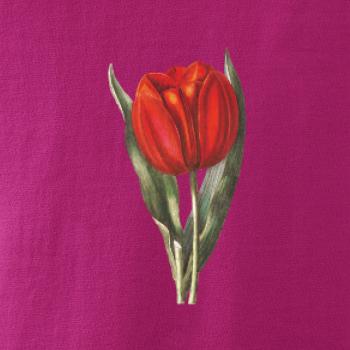 Červený tulipán