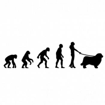 Evolúcia pes Novofundlandský pes (muž-žena)