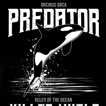 Orca predator