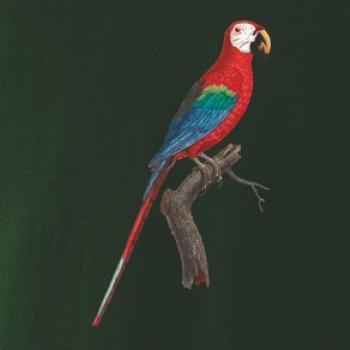 Papagáj červený na vetve