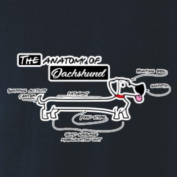 Jazvečík - Anatómia Jazvečík - Anatómia