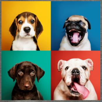 Psi šteňatá koláž