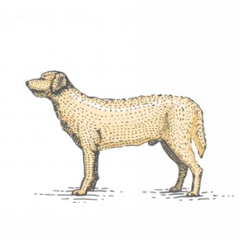 Vintage Labrador