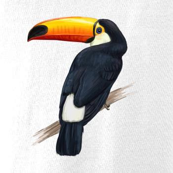 Tukan kreslený Tukan kreslený
