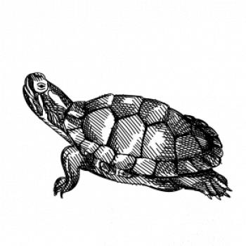 Ceruzkou kreslená korytnačka