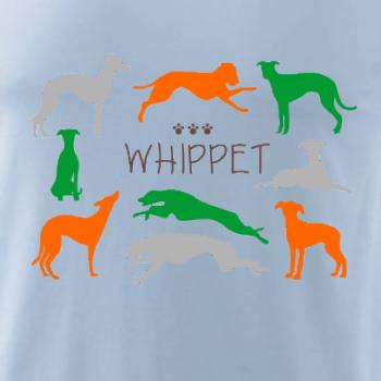 Whippet farebný