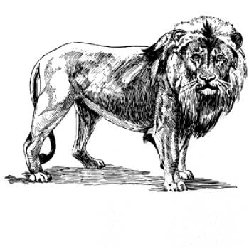 Lev kreslený