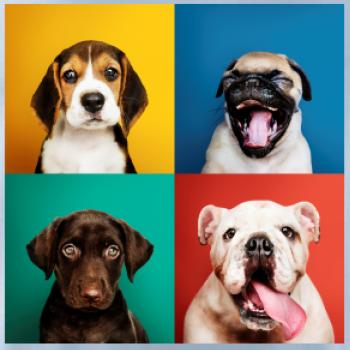 Psi šteňatá koláž