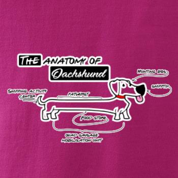 Jazvečík - Anatómia Jazvečík - Anatómia