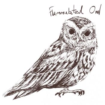 Výrček ohnivý  flammulated owl Výrček ohnivý  flammulated owl
