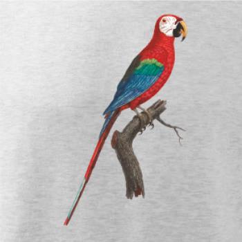 Papagáj červený na vetve Papagáj červený na vetve