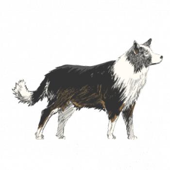 Border kolie kreslená