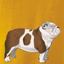 Vintage English bulldog