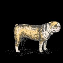 Vintage bulldog