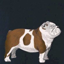 Vintage English bulldog