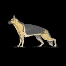 Vintage German shepherd