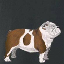 Vintage English bulldog