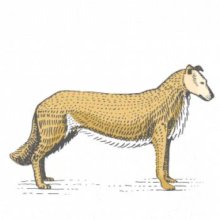 Vintage Collie Vintage Collie